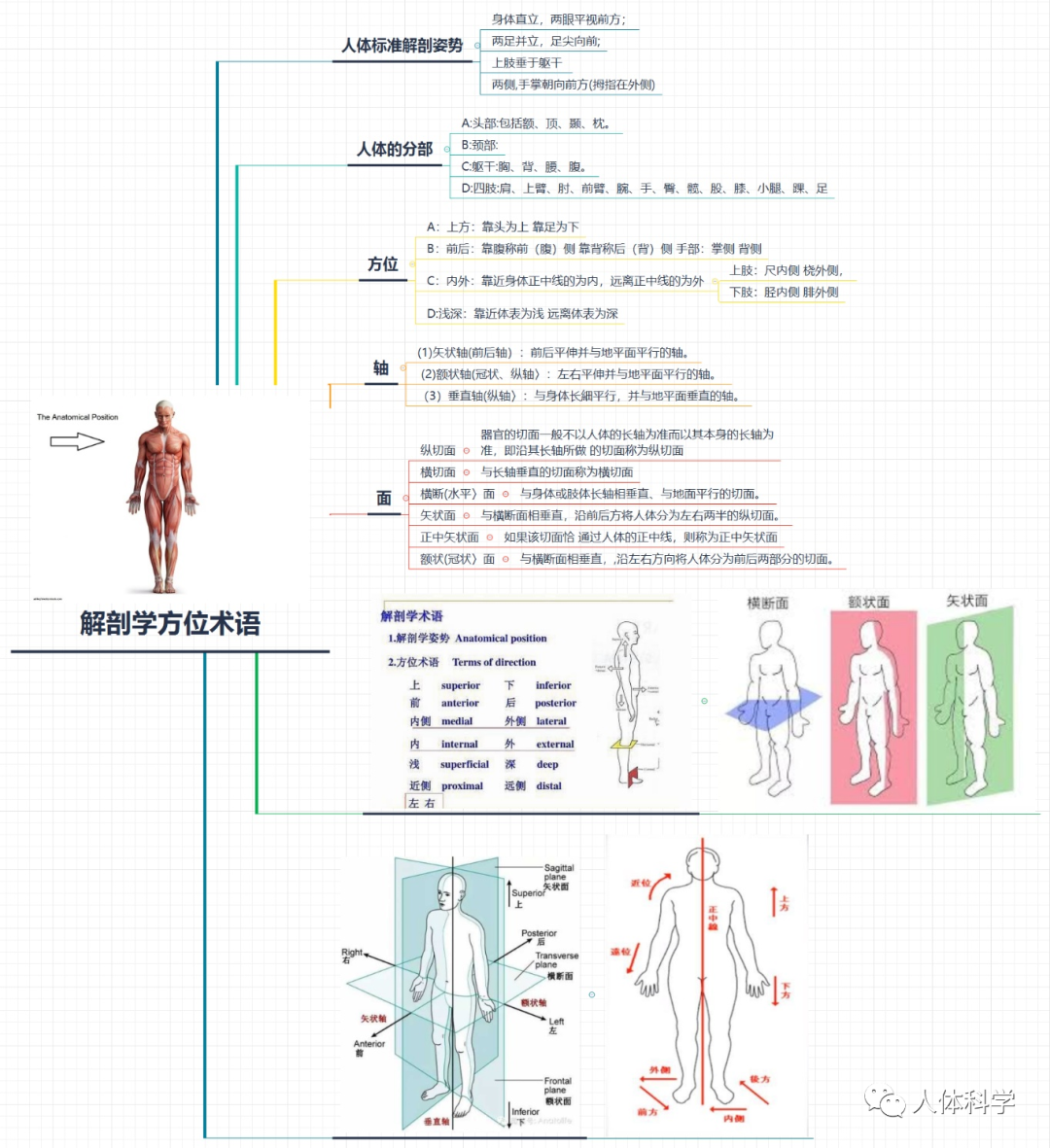 3.1.4 四肢骨及其连接下载 - 重庆大学出版社教学资源库管理平台